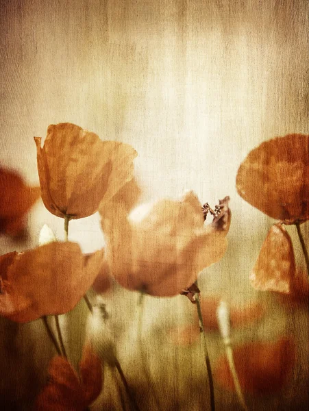 Grunge style photo of poppy flower field — Stock Photo, Image