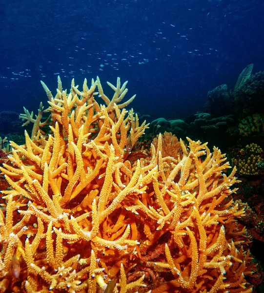 Arrecife submarino de coral de la isla de Maldivas — Foto de Stock