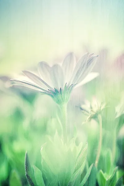 Gentle daisy field — Stock Photo, Image