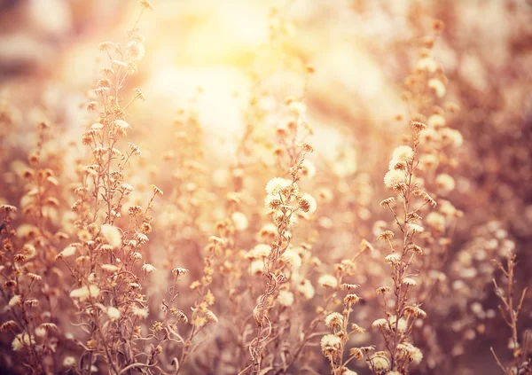 Belo campo floral — Fotografia de Stock