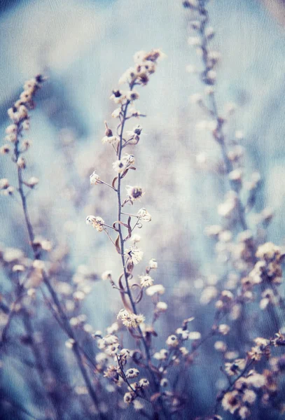 Blå blommor bakgrund — Stockfoto