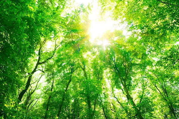 Green forest background Royalty Free Stock Images