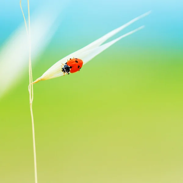 Winziger Marienkäfer auf Weizenstängel — Stockfoto