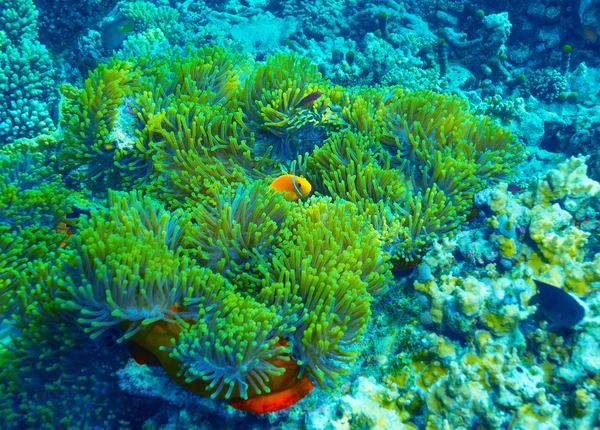 Recifes de coral fundo subaquático — Fotografia de Stock