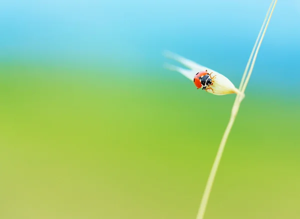 Linda mariquita en espiga de trigo — Foto de Stock