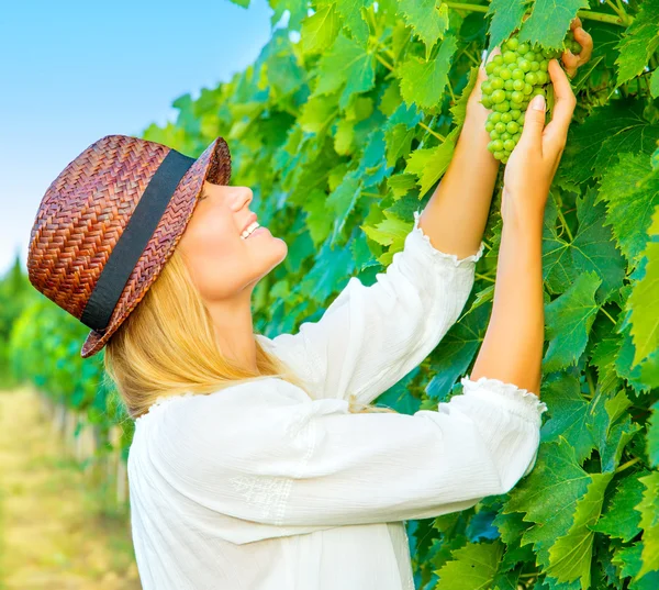 Woman pluck grape — Stock Photo, Image