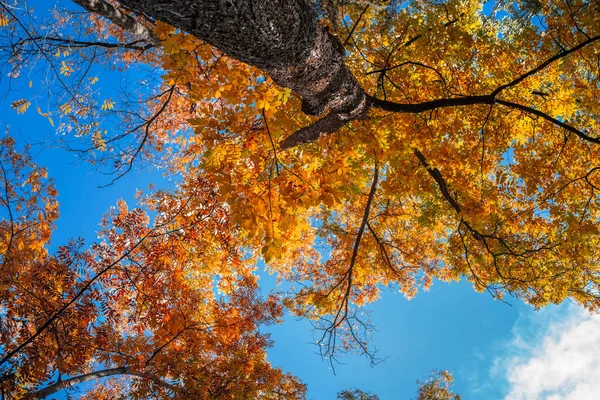 Big Autumn Tree — Stock Photo, Image