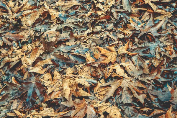 Beautiful Autumn Background — Stock Photo, Image