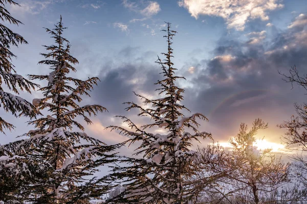 Schöner Winterwald — Stockfoto