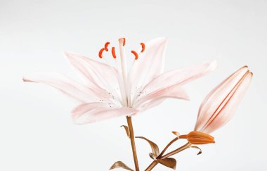 Beyaz Orkide çiçek