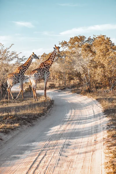 Dél-Afrika zsiráfjai — Stock Fotó