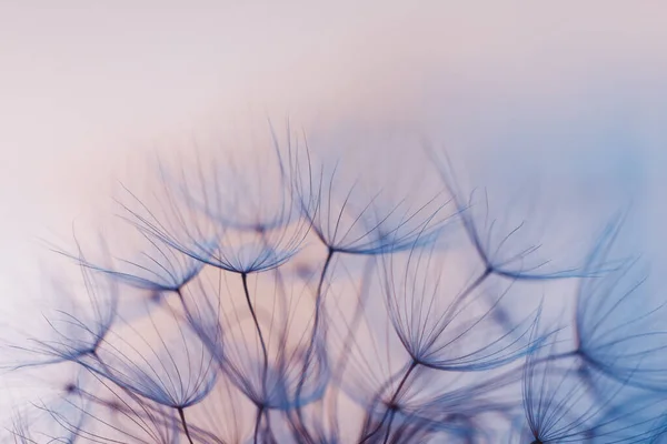 Dente di leone fiore sfondo — Foto Stock