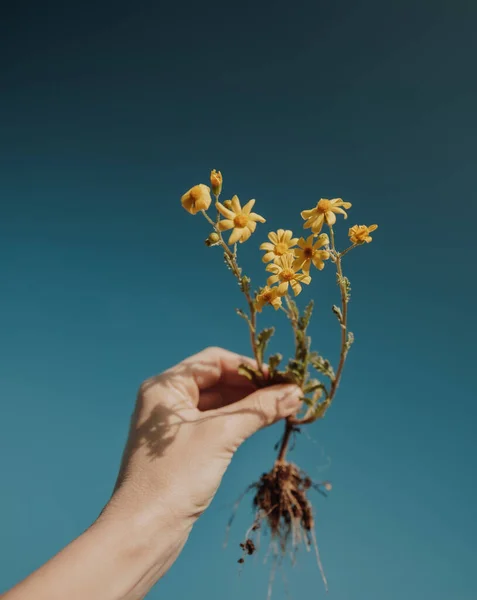 Krásné žluté květy s kořeny — Stock fotografie