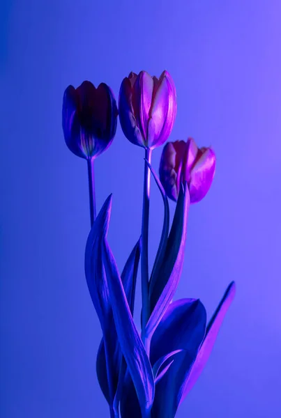 Fashion Photo of a Tulip — Stock Photo, Image