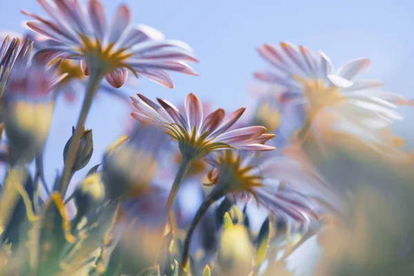 Lindas flores de margarida — Fotografia de Stock