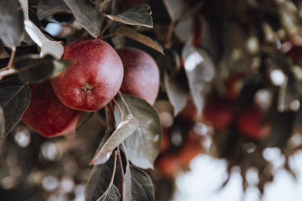 Manzanas rojas en el árbol —  Fotos de Stock