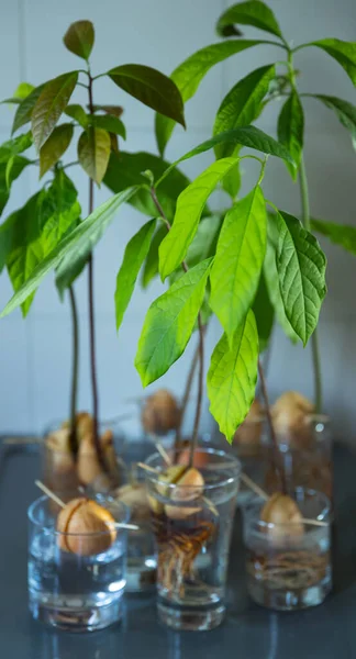 美丽的新鲜鳄梨芽生长在玻璃瓶中 绿色厨房在家里 萌芽鳄梨坑 家庭植物 国内园艺 — 图库照片