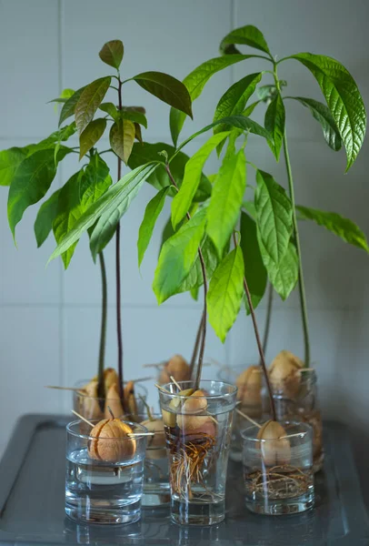 Beautiful Fresh Avocado Sprouts Growing Glasses Jar Green Kitchen Home — Stock Photo, Image