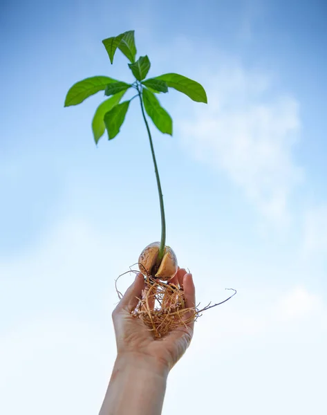 Beautiful Fresh Avocado Sprouts Growing Human Hand Blue Sky Background — Stock Photo, Image