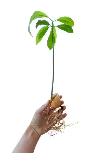 Beautiful Fresh Avocado Sprouts Growing Female Hand Avocado Stalk Isolated —  Fotos de Stock