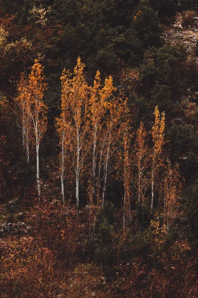 Beautiful Landscape High Mountains Overcast Weather Fall Seasonal Forest Beauty — Fotografia de Stock