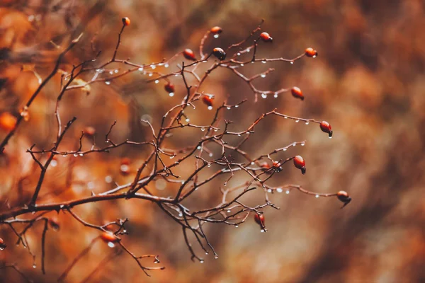 Krásné Podzimní Pozadí Suchá Růžová Boční Větev Bez Listů Červenými — Stock fotografie