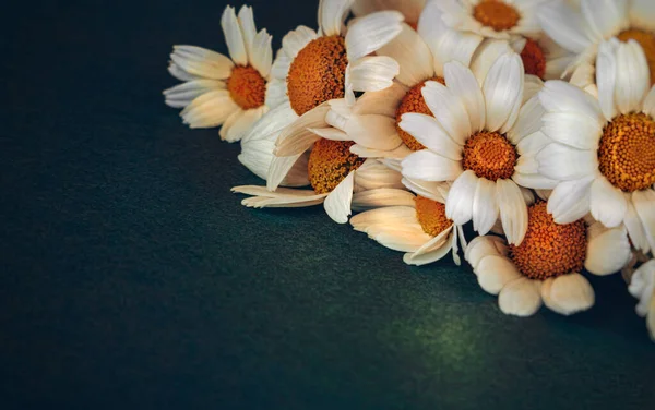 Gyönyörű Gyengéd Daisy Virág Csokor Határ Felett Sötét Háttér Fehér — Stock Fotó