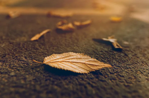 落日微光下 秋天公园地面上的一片金色干枯树叶子的合影 季节性天气转变概念 — 图库照片