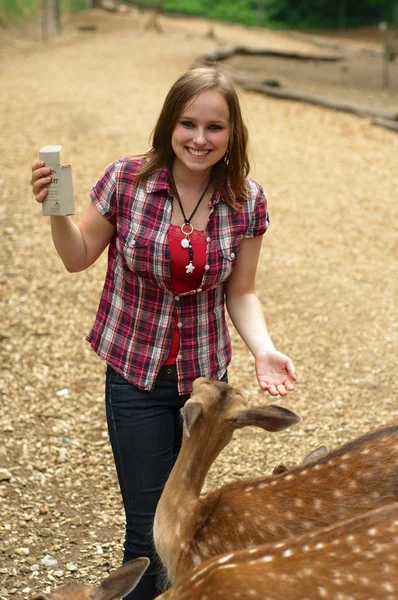 Roe deer lieu d'alimentation dans un parc de jeu — Photo