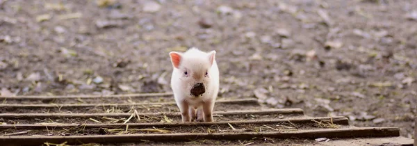 Porco jovem em uma fazenda — Fotografia de Stock