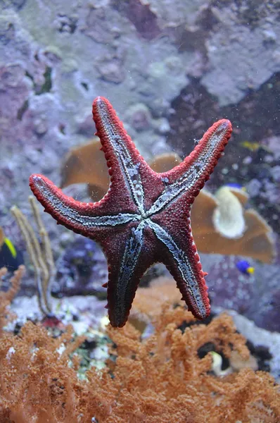 Denizde denizyıldızı