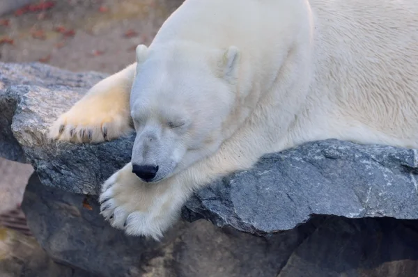 Urso Polar Adormecido — Fotografia de Stock