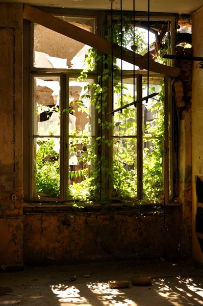 Vecchia finestra con piante coltivate — Foto Stock