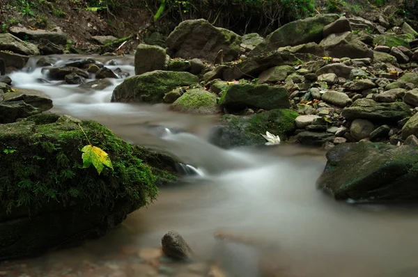 Hojas en una piedra en el río —  Fotos de Stock