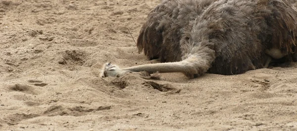 Ostrich on the ground — Stock Photo, Image