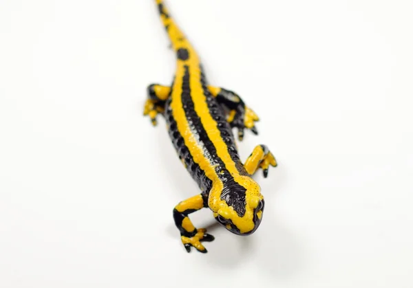 Feuersalamander, Salamandra — Stockfoto