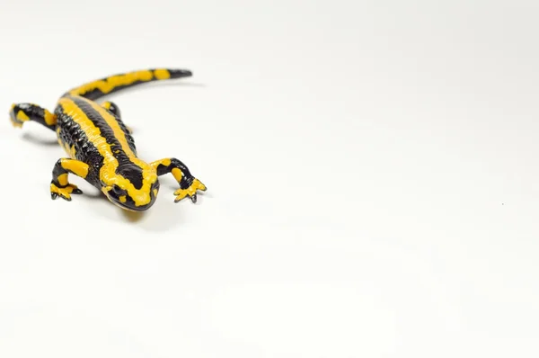 Salamandra, salamandra — Fotografia de Stock