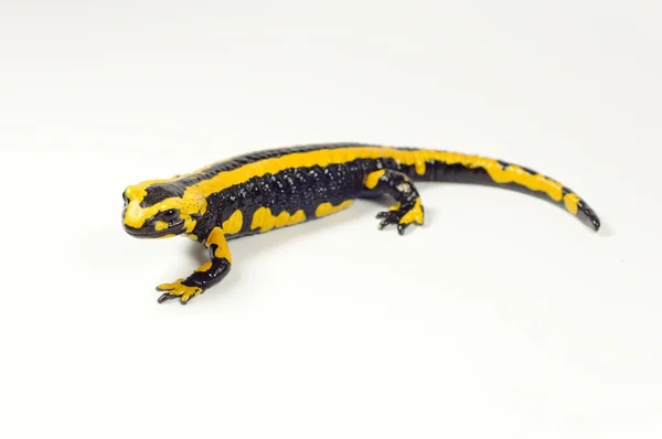 Feuersalamander, Salamandra — Stockfoto