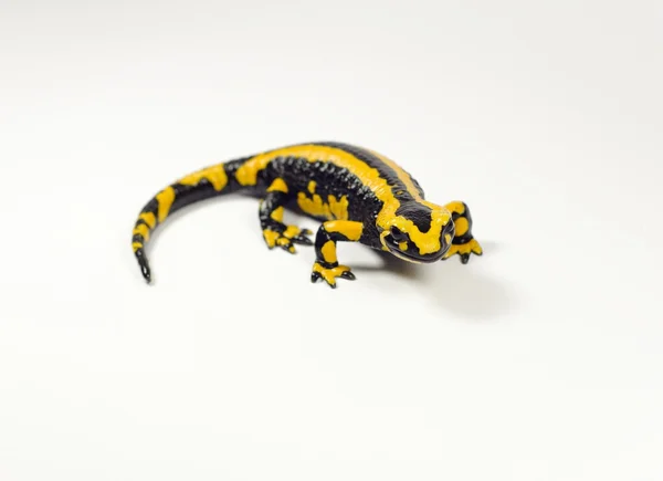 Salamander, Salamandra Stockfoto