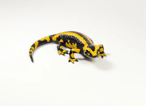 Salamandra, Salamandra Imagem De Stock