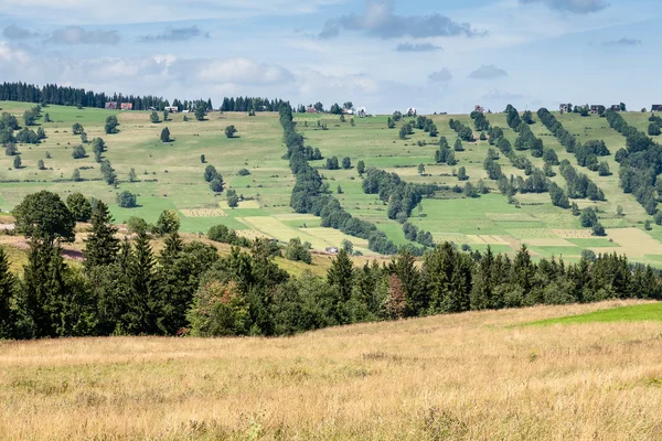 Sommerlandschaft der Umgebung von Zakopane — Stockfoto