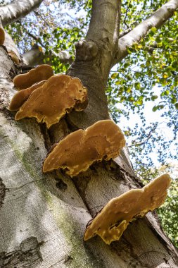 bir ağaç gövdesi üzerinde parazitik mantar