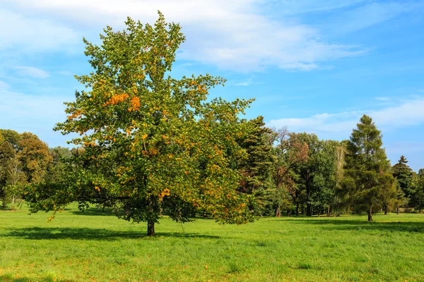 Arbre du début automne — Photo