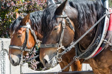 iki at koşum takımı içinde