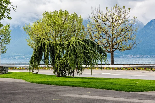 Bäume schmücken die Promenade in Vevey — Stockfoto