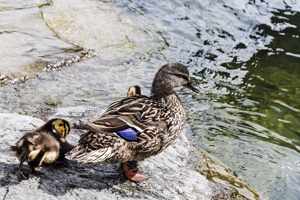 Pato com uma ninhada de patinhos — Fotografia de Stock