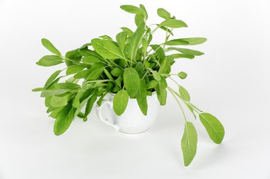 bir fincan yeşil adaçayı