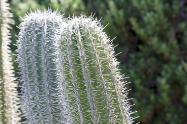 екзотичних рослин, докладно