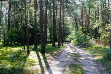 Çam ağaçları ve diğer ağaçların arasından geçen kumlu toprak bir yol. Polonya 'nın Wilga köyü yakınlarında geniş bir orman alanının bir parçasıdır..