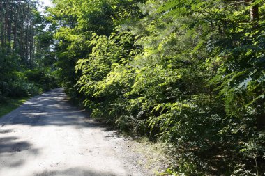 Birçok çam ağacı ve diğer ağaçların arasından geçen toprak bir yol var. Polonya 'nın Wilga köyü yakınlarında geniş bir orman alanının bir parçasıdır..
